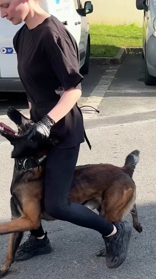 TikTok video thumbnail by hades_dogtraining