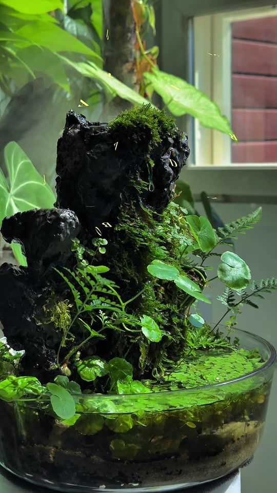 TikTok video thumbnail by mones.plantera