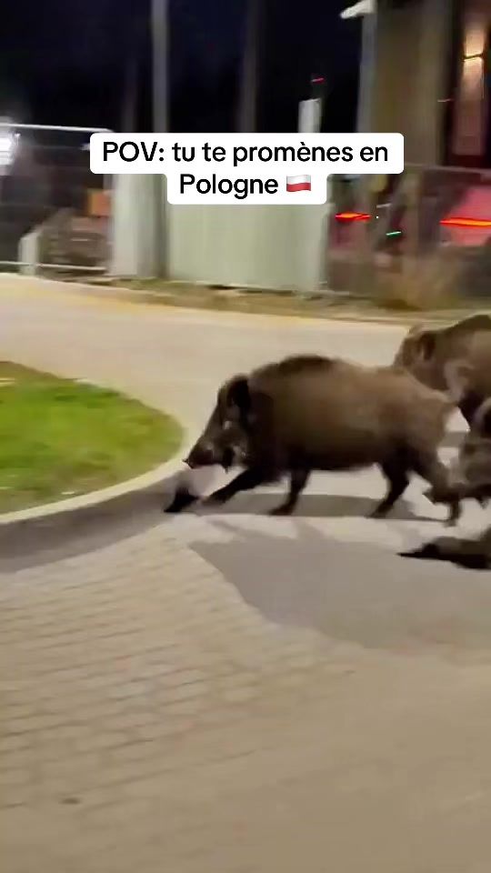 TikTok video thumbnail by slavedissidente