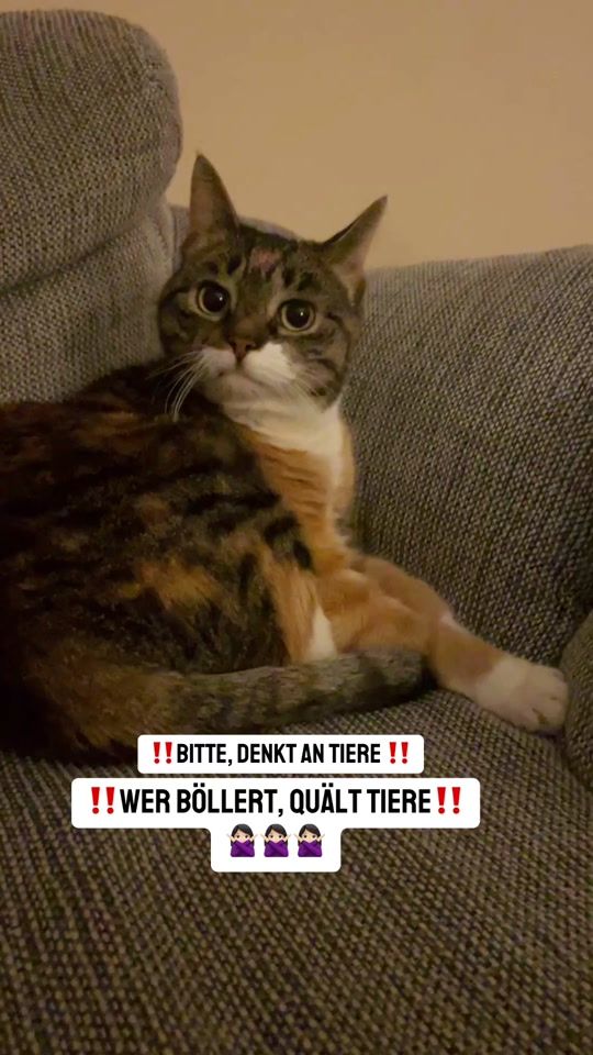 TikTok video thumbnail by umidaswelt