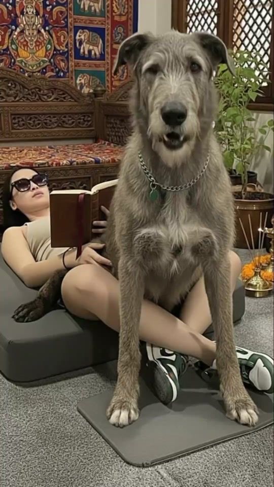 TikTok video thumbnail by alldogbreed