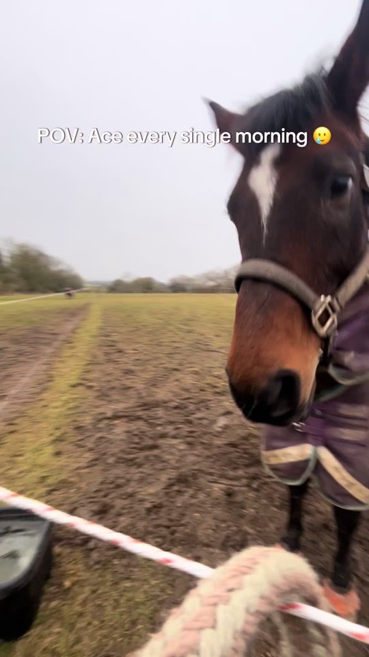 TikTok video thumbnail by libbywestlake.evt
