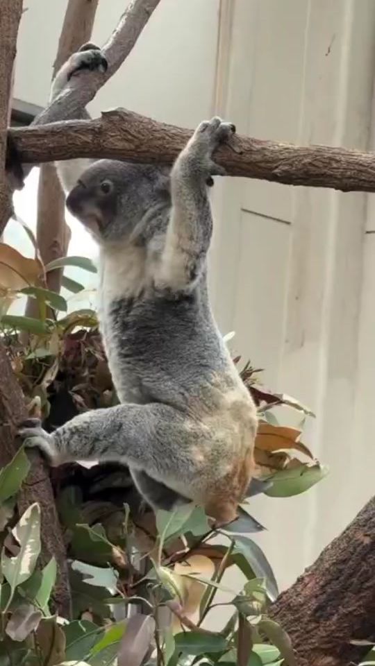 TikTok video thumbnail by animalsinaction4