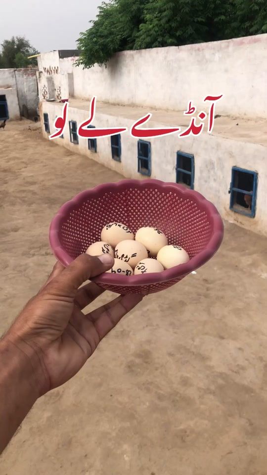 TikTok video thumbnail by poultrymarkaz1