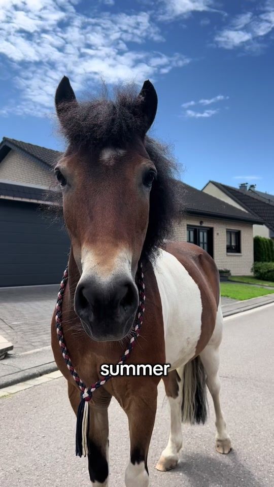 TikTok video thumbnail by romeounddasschaf