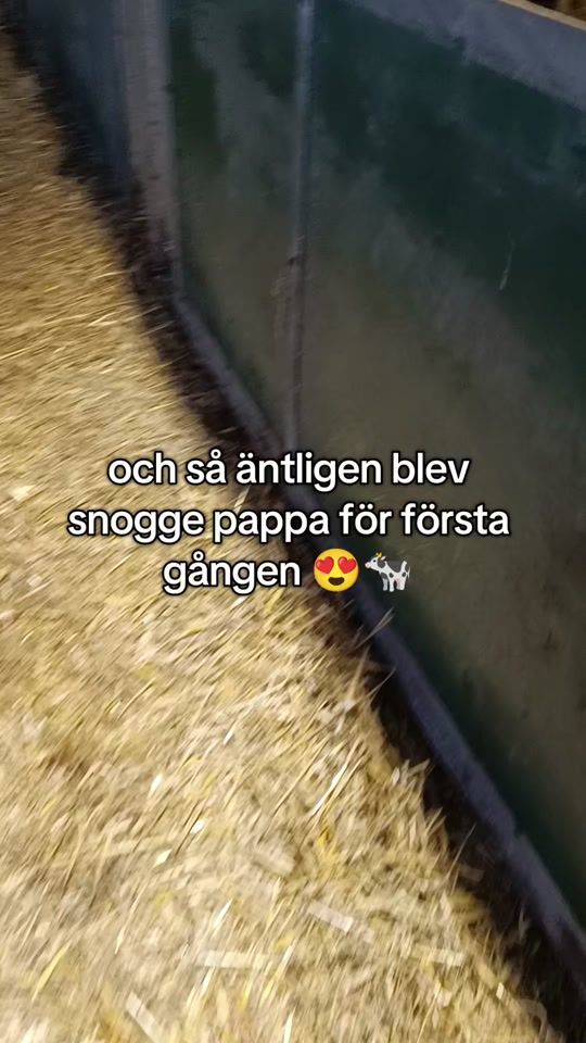 TikTok video thumbnail by swedenfarming96
