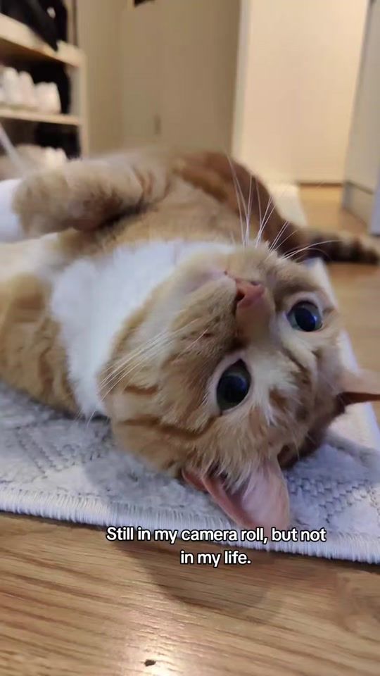 TikTok video thumbnail by laine.bruce