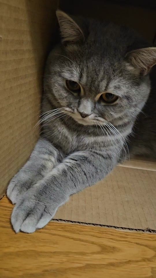 TikTok video thumbnail by yellowcat333