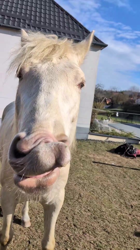 TikTok video thumbnail by crazyshowhorses2