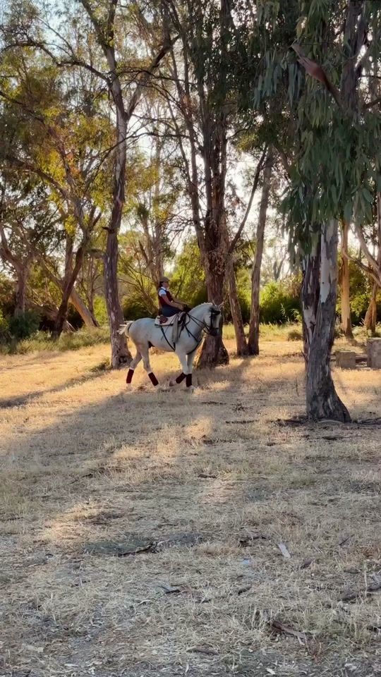 TikTok video thumbnail by mr.horses.sale