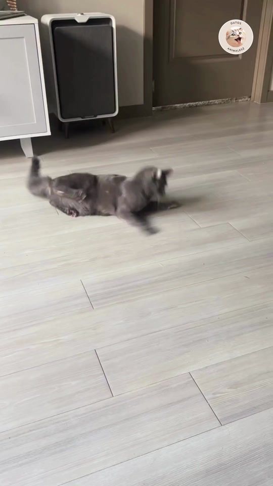 TikTok video thumbnail by datos.animalesz