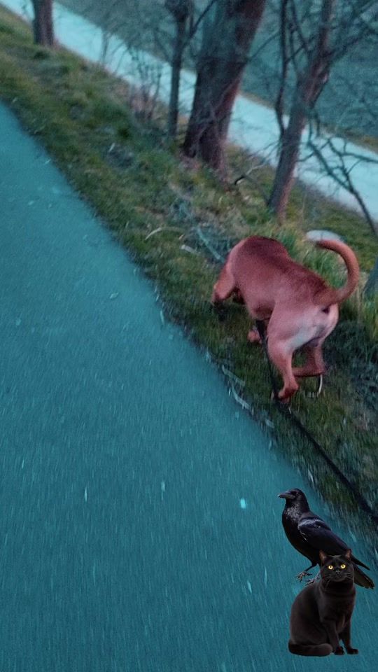 TikTok video thumbnail by darekrasmussen1