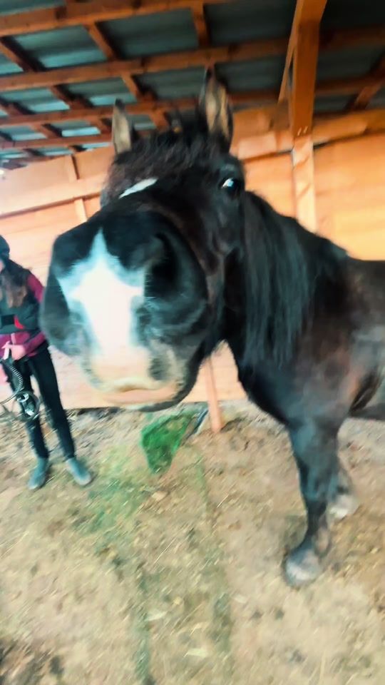 TikTok video thumbnail by equi.niky