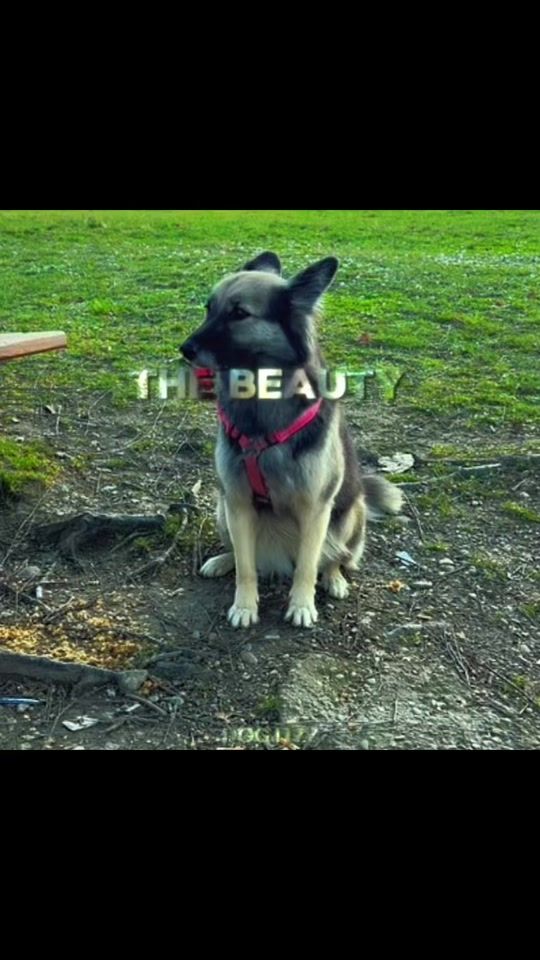 TikTok video thumbnail by dog.itzz