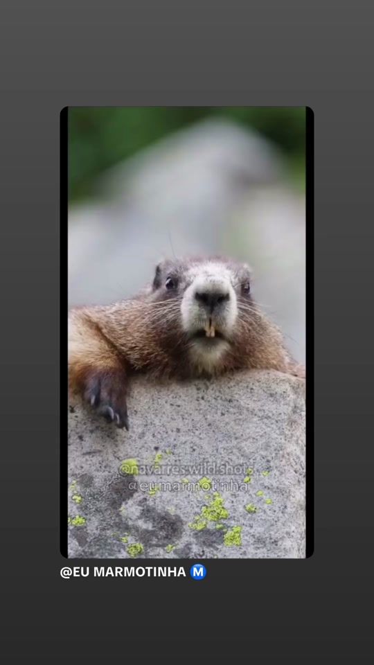TikTok video thumbnail by naallepuuh