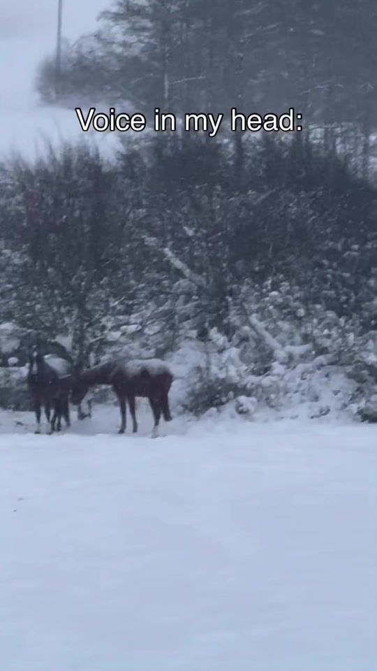TikTok video thumbnail by mizerkaequine