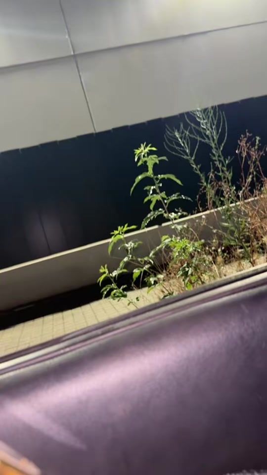 TikTok video thumbnail by joelmesaa