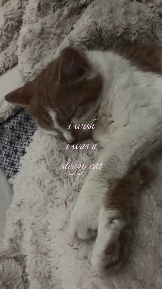 TikTok video thumbnail by alshugs