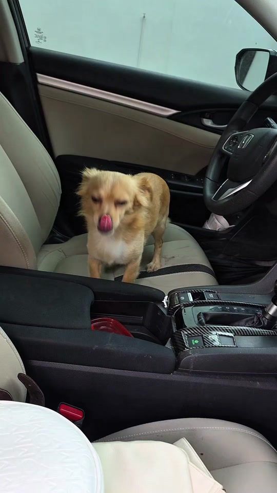 TikTok video thumbnail by titan_elperro