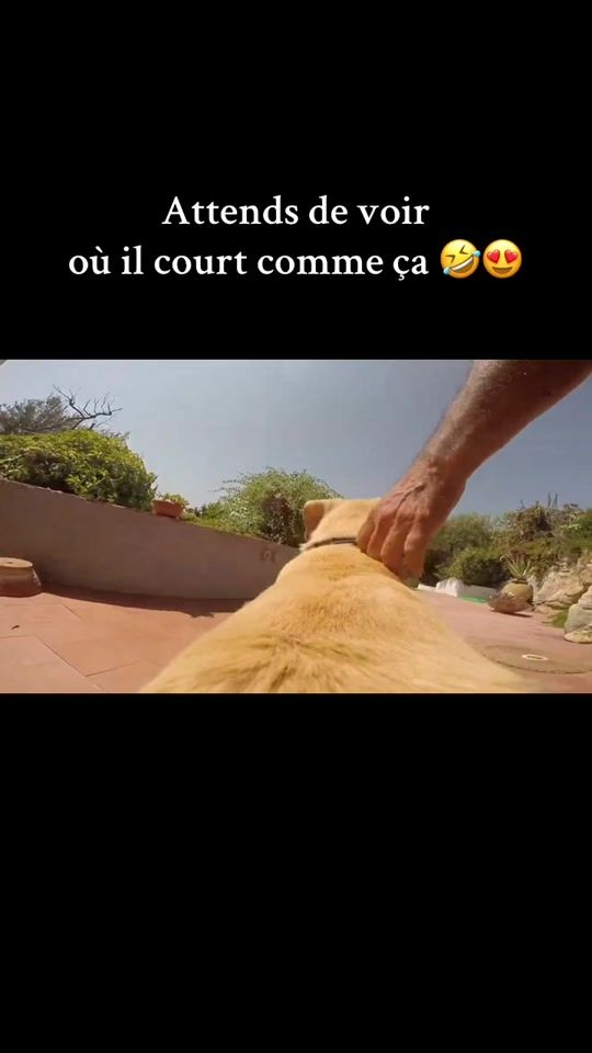 TikTok video thumbnail by whoof.fr