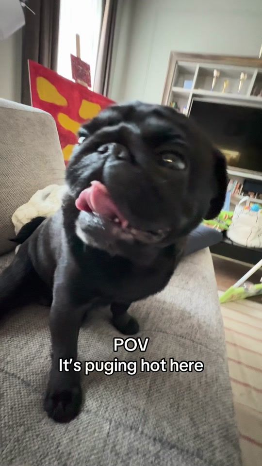 TikTok video thumbnail by basky_the_pug