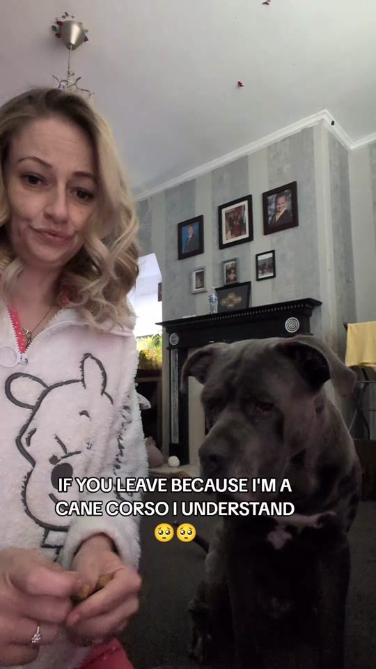 TikTok video thumbnail by clos_cane_corsos