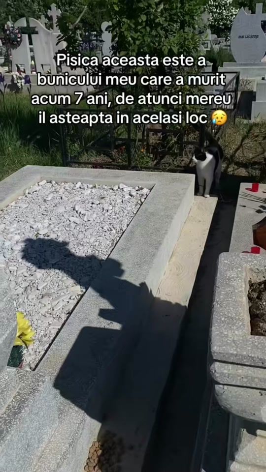 TikTok video thumbnail by vladimir_luncanu