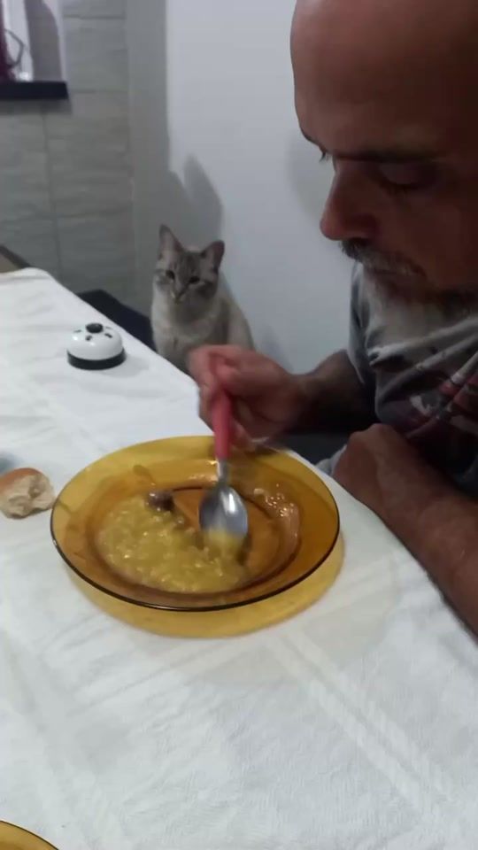 TikTok video thumbnail by _world_of_funny_cats