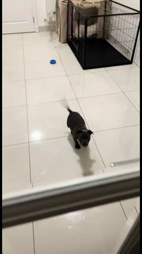 TikTok video thumbnail by shanstickland