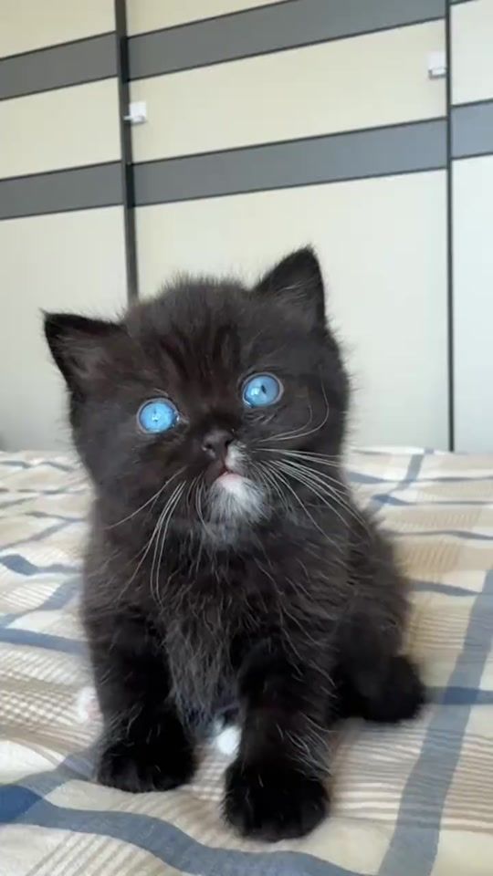 TikTok video thumbnail by katt.cutee