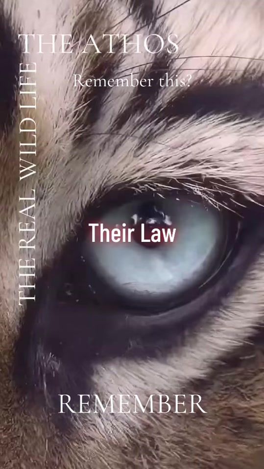 TikTok video thumbnail by the.athos