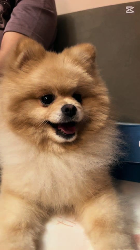 TikTok video thumbnail by dogy_coco_