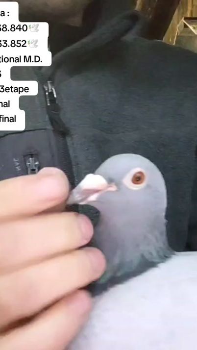 TikTok video thumbnail by teamniculce