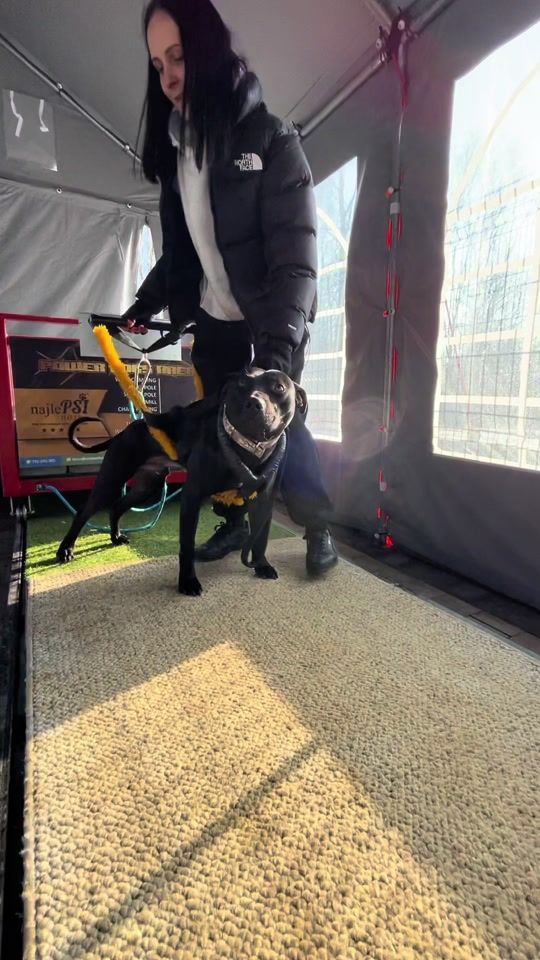 TikTok video thumbnail by forest_hill_kennel
