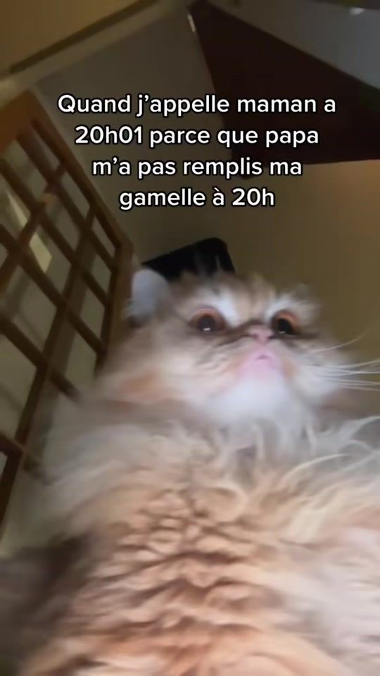 TikTok video thumbnail by cestmoitom44