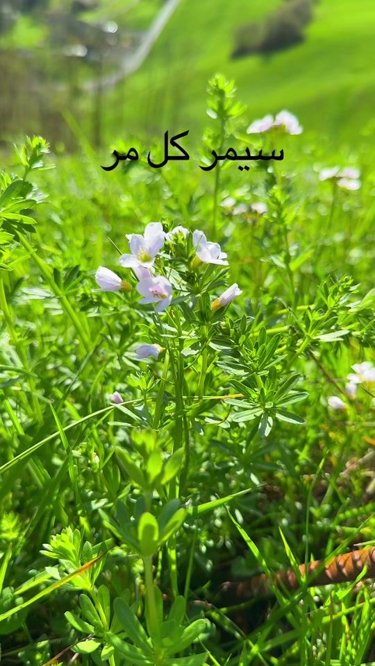 TikTok video thumbnail by rahafra396