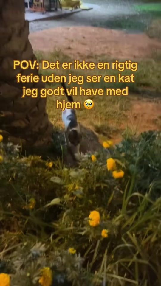 TikTok video thumbnail by emilielintrup