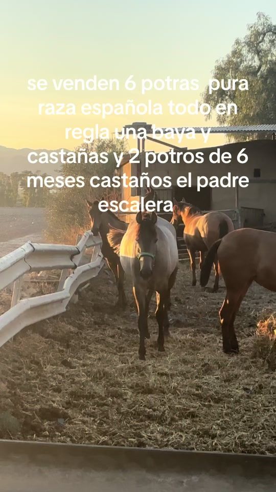 TikTok video thumbnail by manolosantiago909