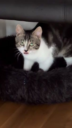 TikTok video thumbnail by moon.lxght.st4r