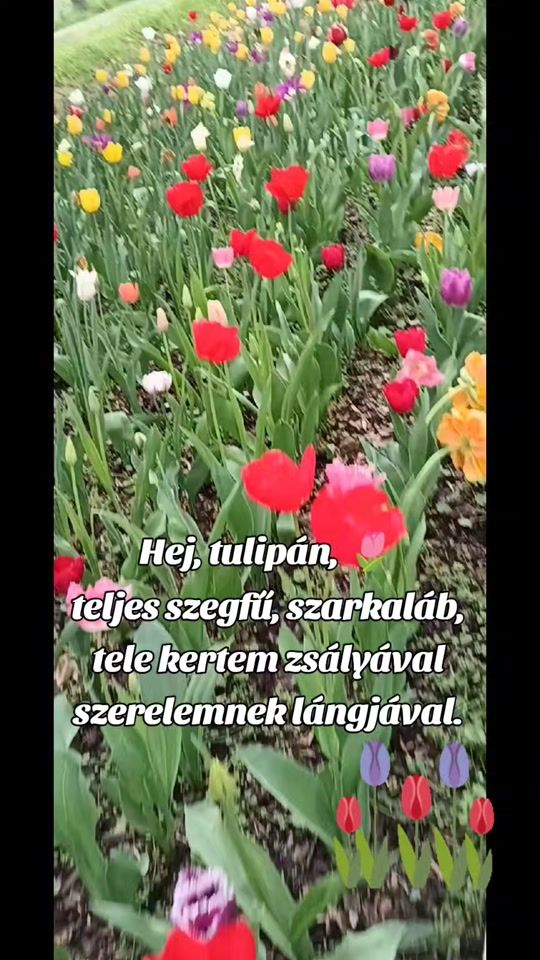 TikTok video thumbnail by ovitv01