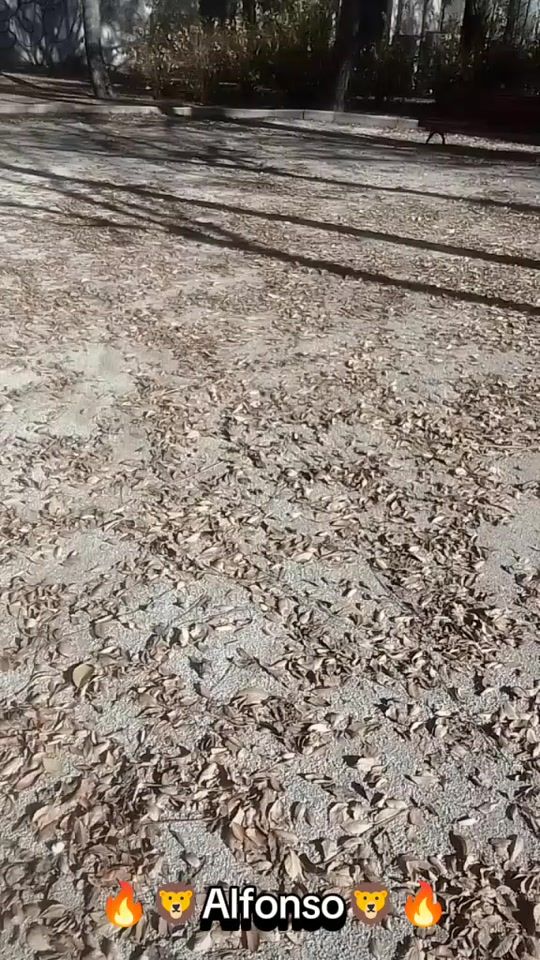 TikTok video thumbnail by alfonsorodrigue414