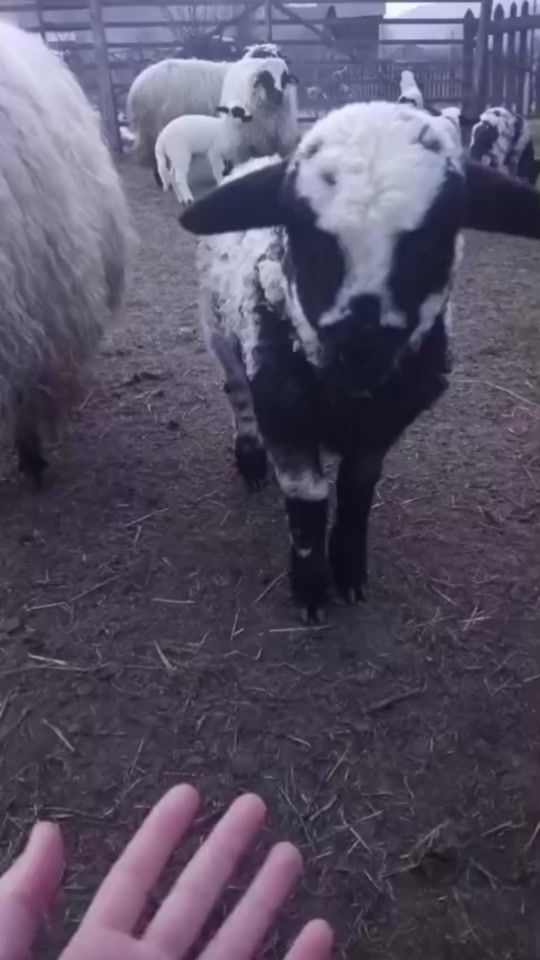 TikTok video thumbnail by _s_t_e_f_a_n_22