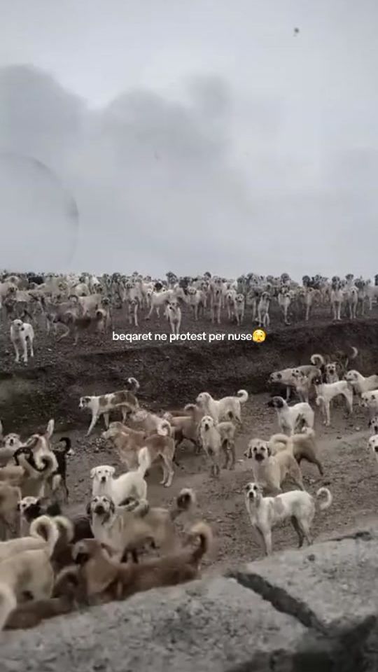 TikTok video thumbnail by s.clas00
