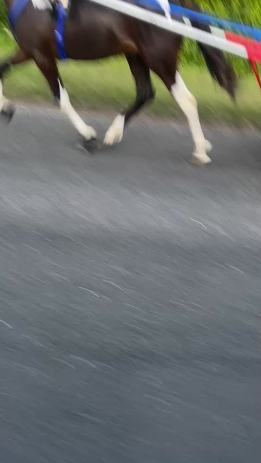 TikTok video thumbnail by ptrotting