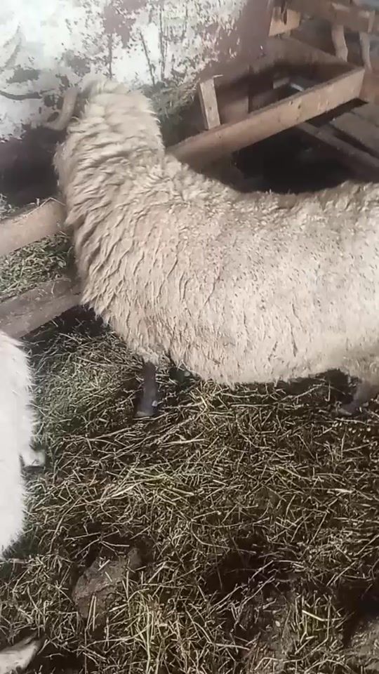 TikTok video thumbnail by magheru69