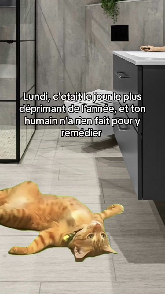TikTok video thumbnail by catsbestfrance