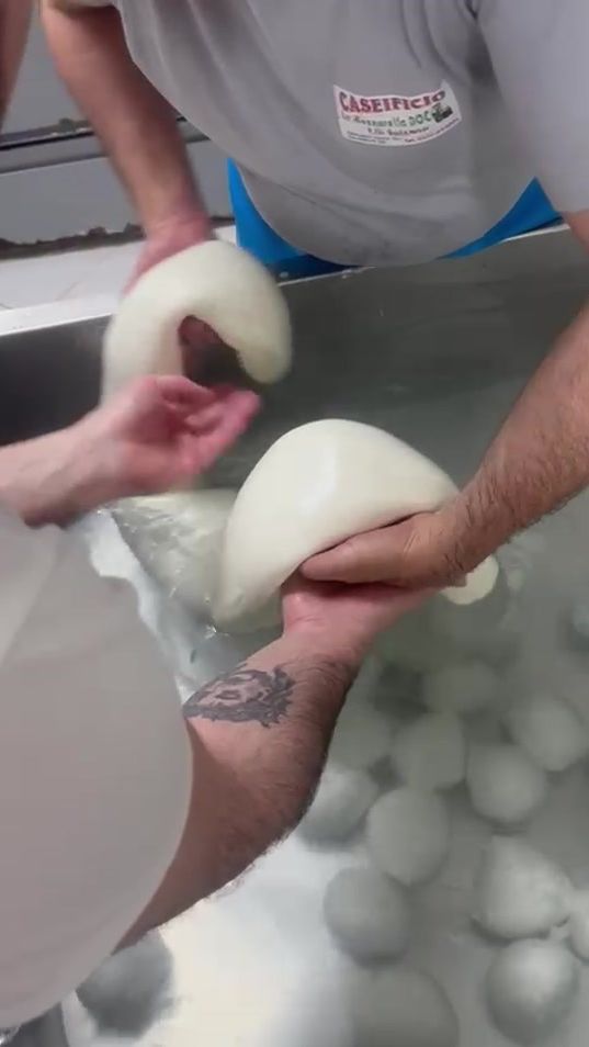 TikTok video thumbnail by mozzarelladoc