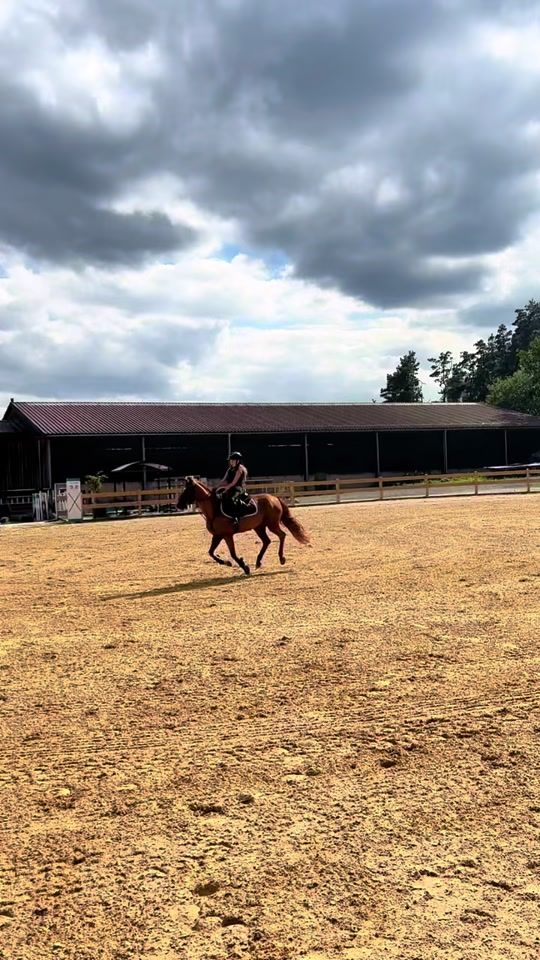 TikTok video thumbnail by leonie_equestrian_