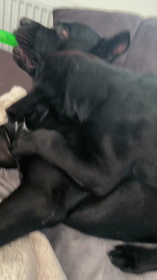 TikTok video thumbnail by canecorsoargo