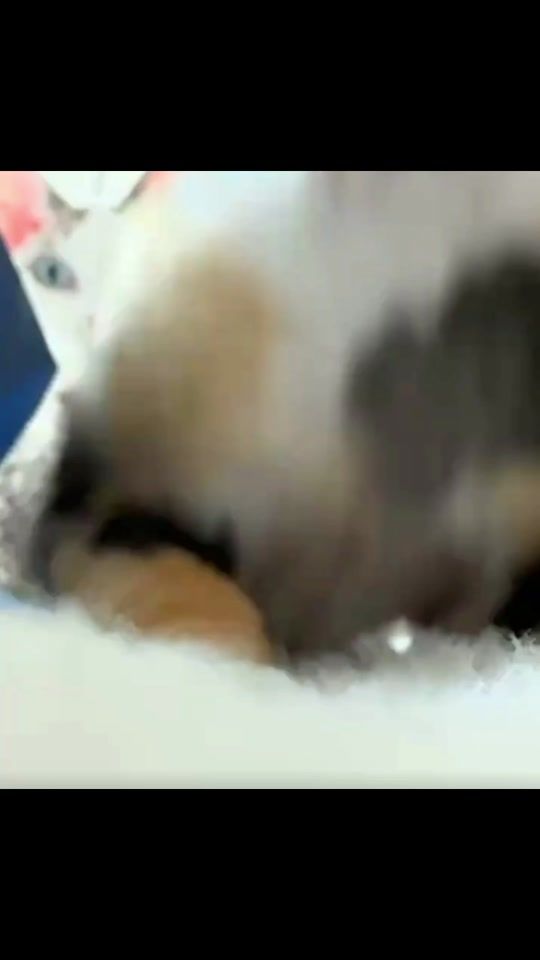 TikTok video thumbnail by cutepet_corner